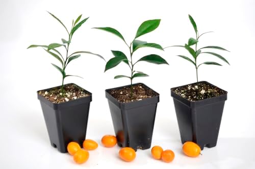Kumquat Tree Starter Plant. Fortunella Margarita. 3" - 5" - Image 3