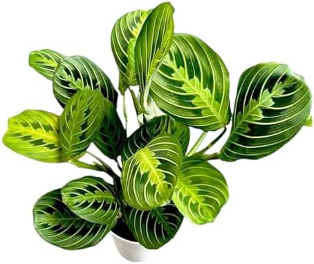 Live Plant, Lemon Lime Maranta Prayer Plant, Pet Friendly, Air Purifying, Easy Care, 12-16 inch Tall, Easy to Grow Rare Indoor Plant, Houseplant, 4 inch Pot by Hopewind Plants Shop - Image 4