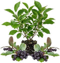 Chokecherry Aronia Berry Live Plant, Berry Shrub, 5-8 Inch Tall, 5 Inch Pot by Unknown