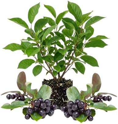 Chokecherry Aronia Berry Live Plant, Berry Shrub, 5-8 Inch Tall, 5 Inch Pot by Unknown