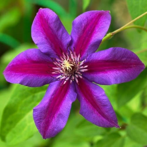 Dark Red Purple Clematis Vine Plant, Clematis Vine Plants Live in 2.5 Inch Pot - Image 2