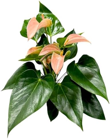 Pink Matata Anthurium (12"-14" Tall) Unique and Gorgeous Live Indoor Plant, Easy Care and Easy to Grow, Bloom Plant, 4 inch Pot (Jolie Peach) - Image 3