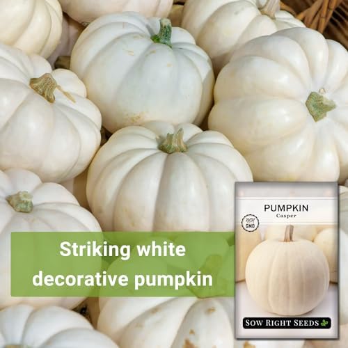 Sow Right Seeds-Casper Pumpkin Seed for Planting Outdoor White Pumpkins 3pk - Image 3