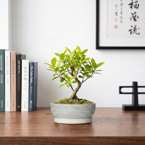 6 Inch Ceramic Succulent Planters with Saucer, Brushed Grey - Image 7