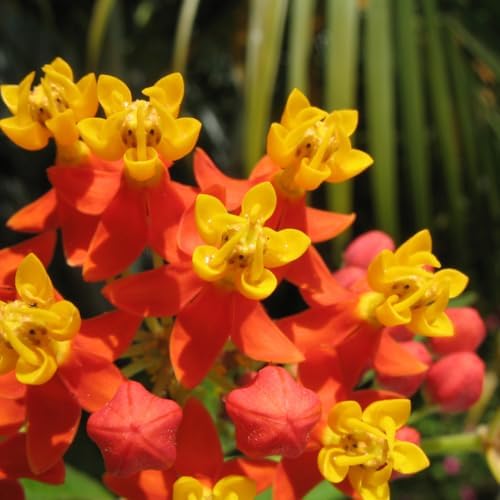 2 Red Milkweed Asclepias Live Plants, Flowering Plant, 5-8 Inch Tall - Image 7