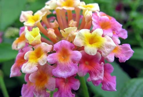 Lantana Plants Live - Confetti Pack of 3 Lantana Live Plants for Planting - 4-6 Inches Tall - Attracts Butterflies, Ideal for Containers, Easy Maintenance - Image 5