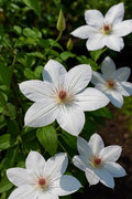 Perennial Farm Clematis 'Henryii' Hybrid – Live Flowering Vine in 4 Quart Container, Large Pure White Blooms with Creamy Centers, Long Blooming, Ideal for Trellises, Arbors & Classic Garden Displays by PerennialFarmMarketplace