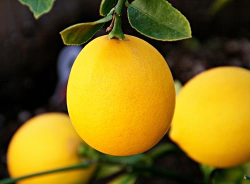Live Meyer Lemon Tree - 2-5 Inch Tall Live Plant - Potted Seedling - Yellow Lemon Fruit Plant - Citrus x meyeri - Image 6
