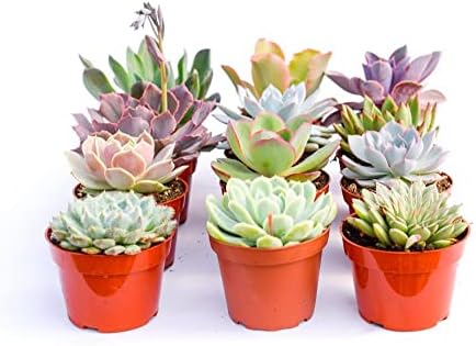 Large Colorful Outdoor Succulents - Assorted 4 Inch - Live Outdoor Succulent Plants - Large Fully Rooted Live Succulents (15) - Image 2