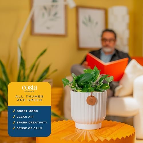 Costa Farms Golden Pothos, Live Indoor Plant, Trailing Vine, Air Purifying - Image 5