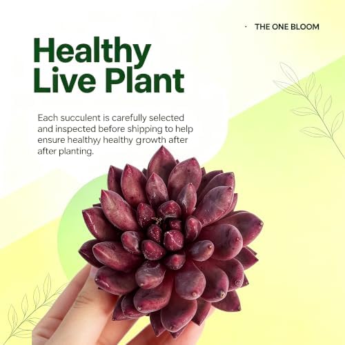 Echeveria 'Cherry' Live Succulent Plant 2-2.5", Bare Root Succulent, No Pot or Soil, Compact Rosette Indoor Plant for Decorative Planters, Home Decor & Succulent Collections - Image 4