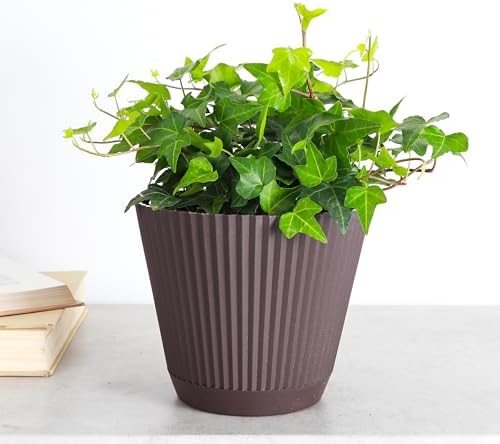 Live Hahn's Green Ivy Plant, Vining Indoor Plant, 6" Pot - Image 2
