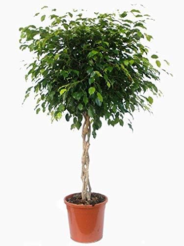 Ficus Benjamina Weeping Fig Braided Tree - Live Plant in a 10 Inch Pot - Ficus Benjamina - Beautiful Ornamental Interior Tree - Image 4