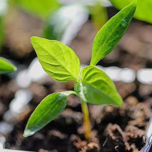 Seed Needs Rainbow Bell Pepper Seeds to Plant Vegetables - 5 Packs - Image 5