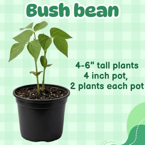 Green Bean Live Plant - 3-6 Inch Tall Bean Bush Seedlings in 4 Inch Pot - Image 4