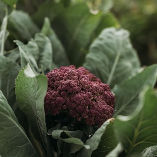 Purple of Sicily Cauliflower - 100 Cauliflower Seeds, Thresh Seed Co. - Image 7