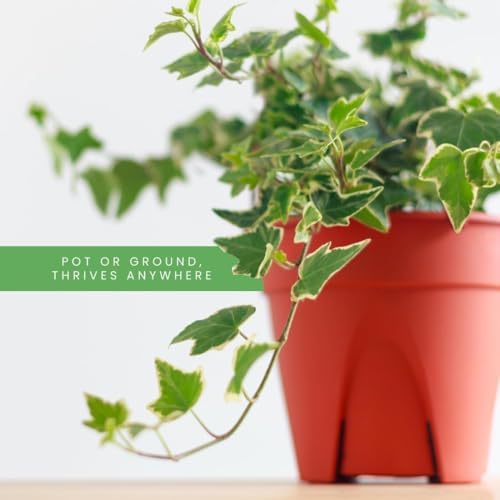 American Plant Exchange English Ivy Bundle, 2 Pack 4-Inch Pots, Green and Variegated, Vining Houseplants, Live Indoor Plants, Fast Growing, Easy to Care, Versatile Home & Garden Décor - Image 5