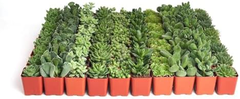 Shop Succulents | Verde Collection | Assortment of Hand Selected, Fully Rooted Live Indoor Green Succulent Plants, 40-Pack by ShopSucculents