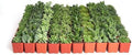 Shop Succulents | Verde Collection | Assortment of Hand Selected, Fully Rooted Live Indoor Green Succulent Plants, 40-Pack by ShopSucculents