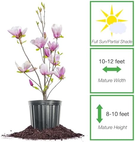 Perfect Plants Jane Magnolia Tree, 3 Gallon, Live Plant - Image 2