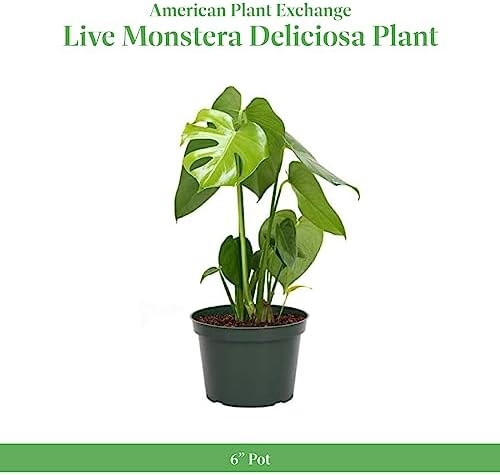 American Plant Exchange Monstera Deliciosa - Live 6-Inch Pot, Easy-Care Split Leaf Vine, Low-Maintenance Air Purifying Houseplant for Home, Office & Garden Décor - Image 2