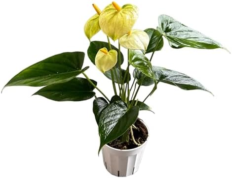 Anthurium (12"-14" Tall) Unique and Gorgeous Live Indoor Plant, Easy Care and Easy to Grow, Bloom Plant, 4 inch Pot (Vanilla) by hopewindplants