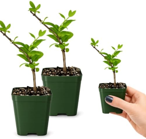 Honeysuckle Plant Live, White Fragrant Japanese Climbing, 2in Pot, 2-Pack - Image 3