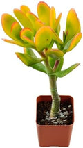 2" Live Succulent Hummel Sunset Jade, Easy Care & Drought Tolerant by FleshyFlora