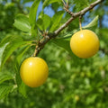 Cherry Myrobalan Plum Tree - 6-12" Tall Live Plant by Unknown