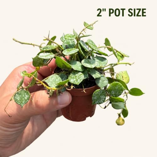 Hoya Curtisii Live Plant, 2 Inch Rare Silver Vine Rooted Starter - Image 3