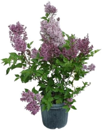 Live Plant from Green Promise Farms - Syringa patula 'Miss Kim' Lilac, #2 Gallon Size Container, Purple Fragrant Flowers by GreenPromiseFarms