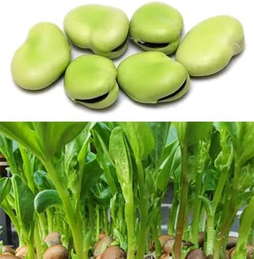 Bean Seeds for Planting Vegetables and Fruits. Pole Beans,Bush Beans,Romano Beans.Non GMO Garden Seeds for Home Vegetable Garden-40g(22ct+) Chinese Broard Bean Fava Bean Seed, Veggie Cover Crop 蚕豆 by HipGirl