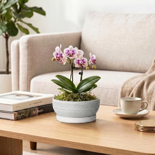 6 Inch Ceramic Succulent Planters with Saucer, Brushed Grey - Image 5