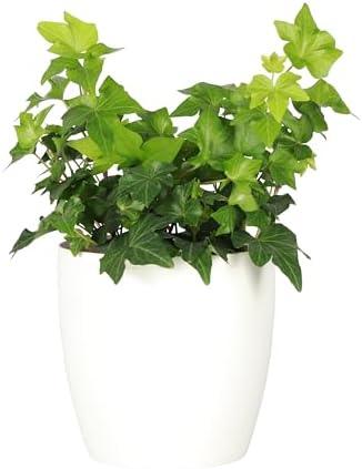 Live Hahn's Green Ivy Plant, Vining Indoor Plant, 4" Pot by ThorsensGreenhouse