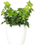 Live Hahn's Green Ivy Plant, Vining Indoor Plant, 4" Pot by ThorsensGreenhouse