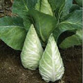 Caraflex Cabbage Seeds, 40 Seeds by Unknown