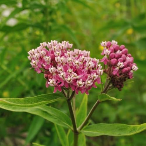 2 Pink Milkweed Live Plants 4-7 Inches, Asclepias Butterfly Milkweeds - Image 5