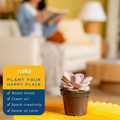 Costa Farms Succulents, Live Indoor Plant, Easy Care, Home Decor - Image 5