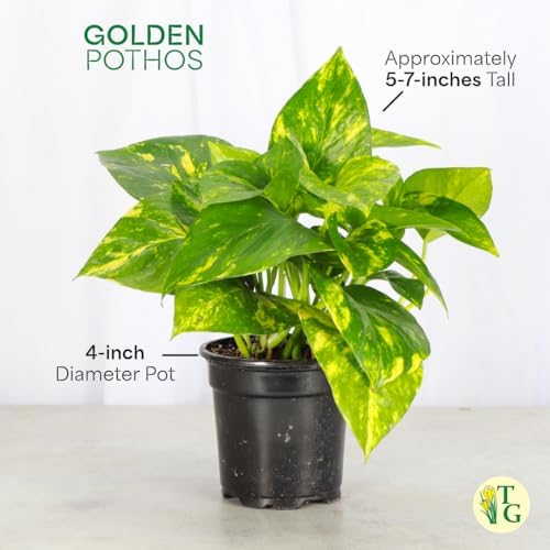 Live Golden Pothos, Indoor Vining Plant, Easy to Grow, 4" Pot - Image 6