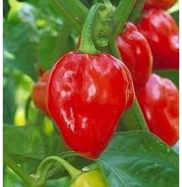 Clovers Garden Red Caribbean Habanero Pepper Plants- Two (2) Live Plants – Non-GMO - Not Seeds – Each 4"-8" Tall in 4 Inch Pots - 2X Hotter Than Ordinary Habaneros 300K SHU by CloversGarden