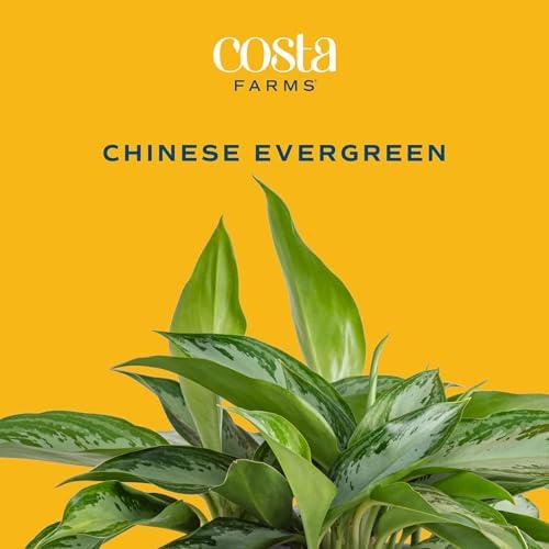 Costa Farms Chinese Evergreen, Live Indoor Plant, Easy Care, Home Decor - Image 3