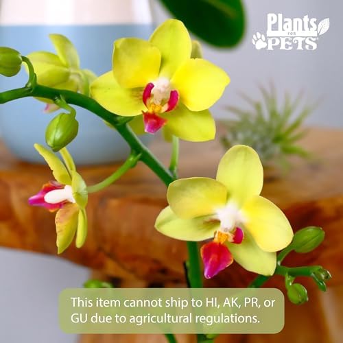 Premium Yellow Live Orchid Plant Blooming in 3.5" Blue & White Orchid Pot, Live Plants, Houseplant Gifts, Approx. 16" Tall, Pet Friendly Houseplants, Phalaenopsis Moth Flower by Plants for Pets - Image 2
