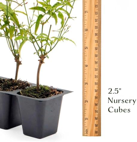 6 Pink Jasmine – Highly Fragrant White-Blooming Evergreen Climbing Vine for Trellises, Fences & Containers (Jasminum polyanthum) in 2.5″ Cubes, Live Plants - Image 7
