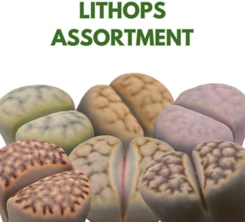 BubbleBlooms Lithops Assortment Living Stones Succulent 2 inch Set of 3 - Image 2