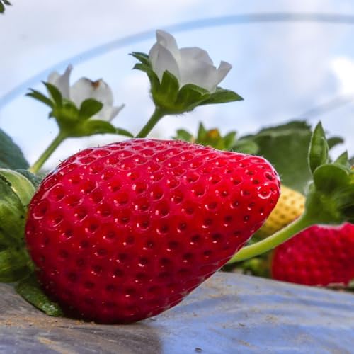 Malwina June Bearing Bare Root Strawberry Plants - Exceptionally High Sugar Content - Very Late Season Strawberry Plant Variety from Hand Picked Nursery (5) by HandPickedNursery