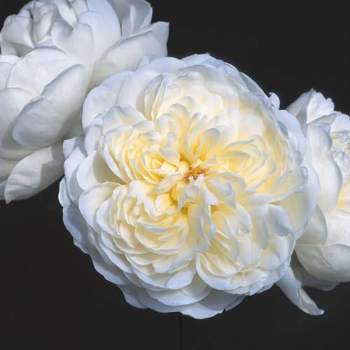 Heirloom Climbing Roses, Live Own Root Plant, Perpetually Yours™ by HeirloomRoses