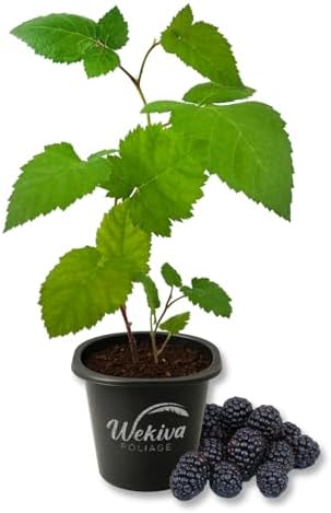 Chester BlackBerry Plant - 1 Live Starter Plant - Rubus - Edible Fruit Bearing Bush for Patio and Garden by WekivaFoliage
