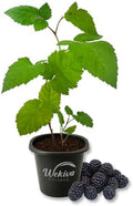 Freedom BlackBerry Plant - 1 Live Starter Plant - Rubus - Edible Fruit Bearing Bush for Patio and Garden by WekivaFoliage