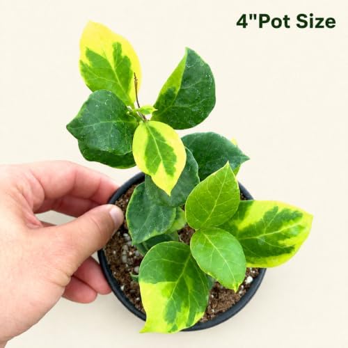 Hoya Obscura Albo Marginata Live Plant, 4 Inch Variegated Starter - Image 2