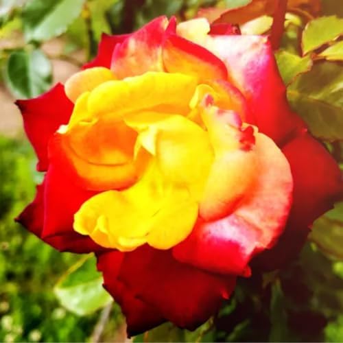 Climbing Rose Plant Live, Multi-Colors Rose Plant, 5-9 Inch Tall - Image 6
